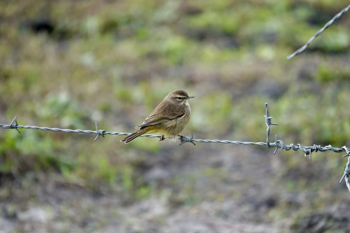 Palm Warbler - ML646077806