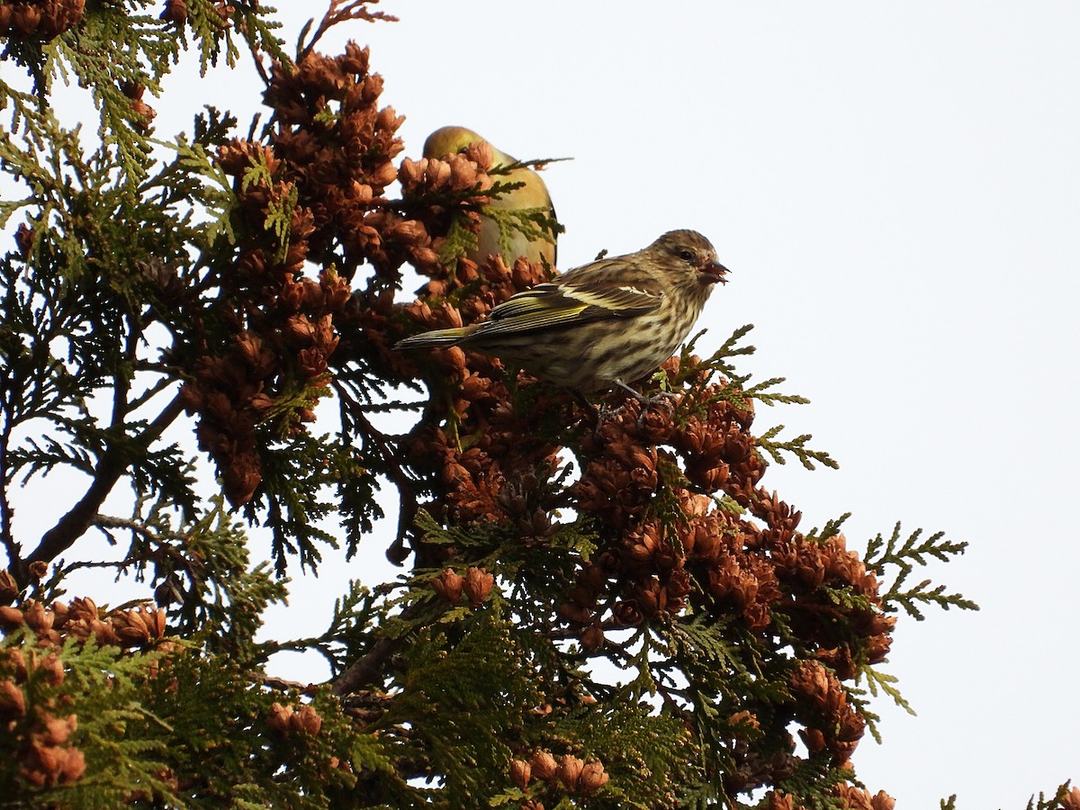 stripesisik - ML646077813