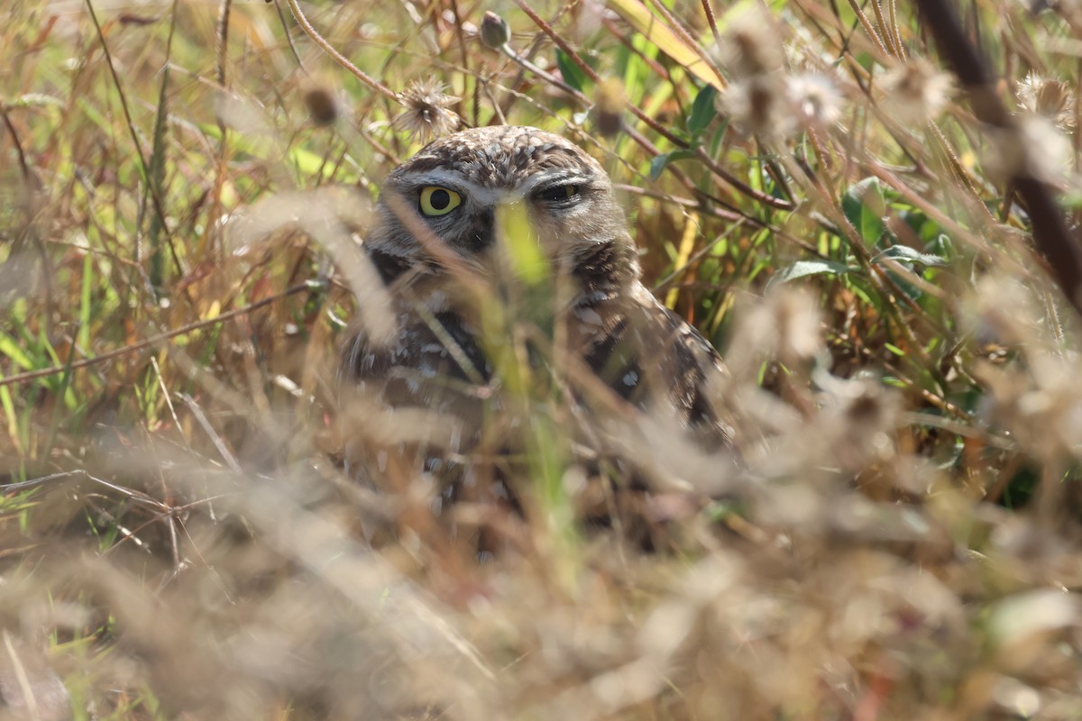 Burrowing Owl - ML646077814