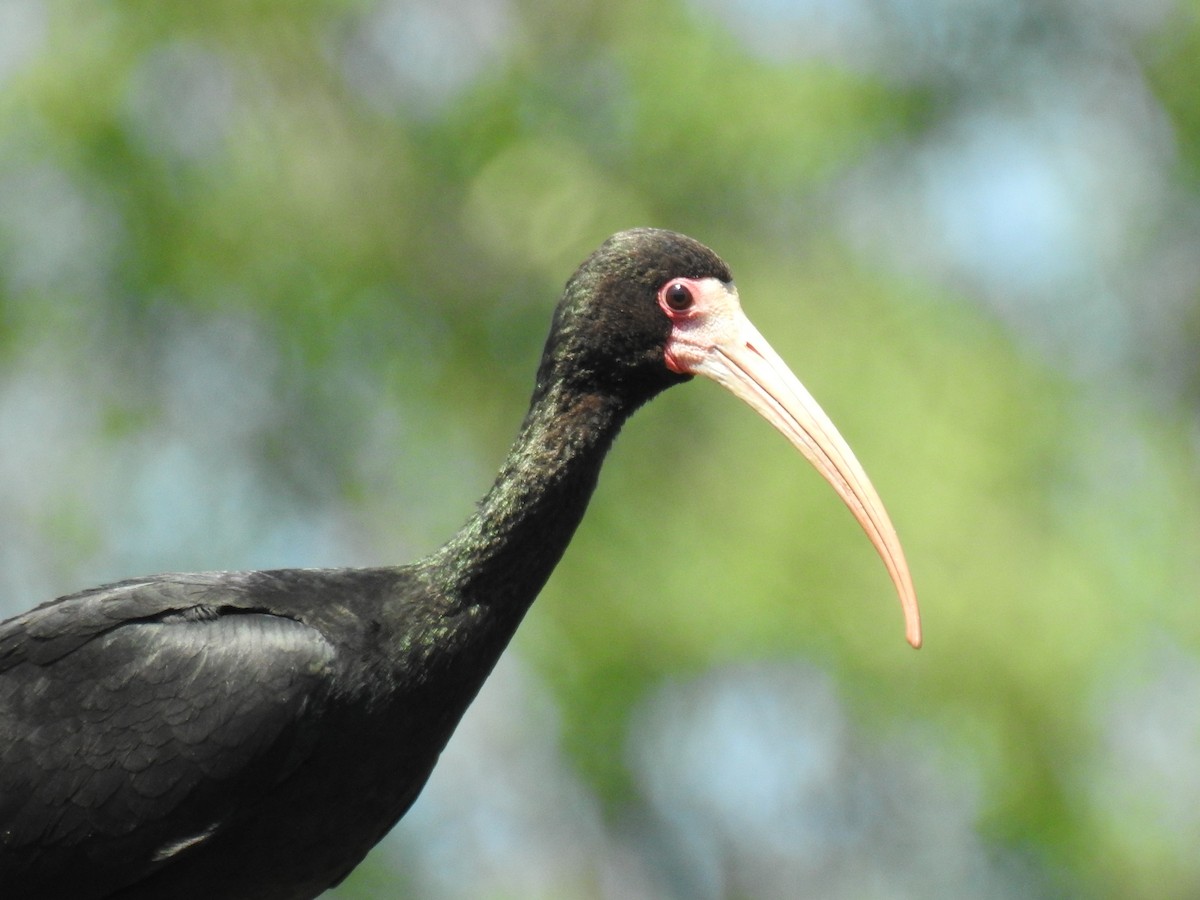Bare-faced Ibis - ML646077817