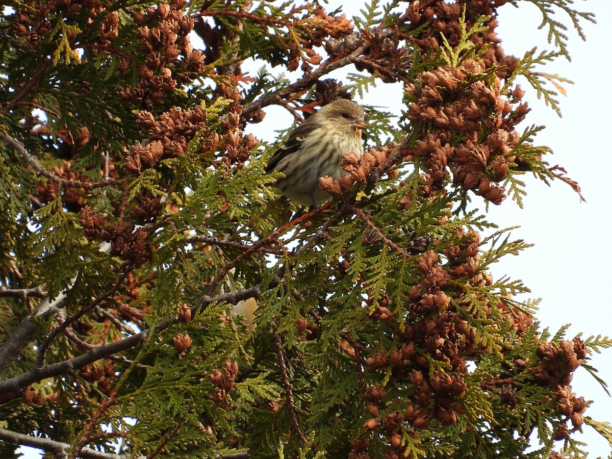 stripesisik - ML646077819