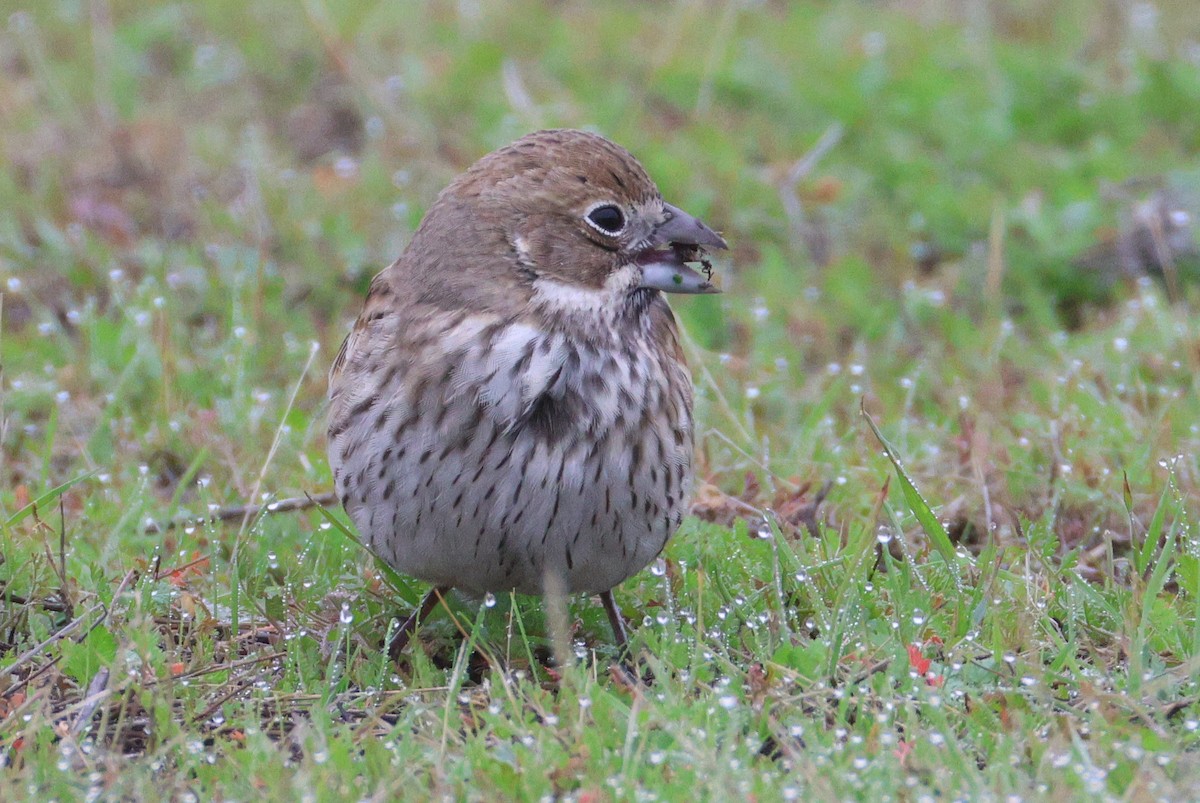 Жаворонковая овсянка - ML646077821
