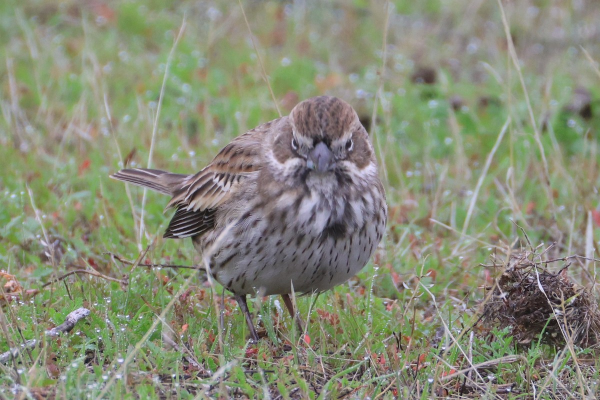 Жаворонковая овсянка - ML646077823