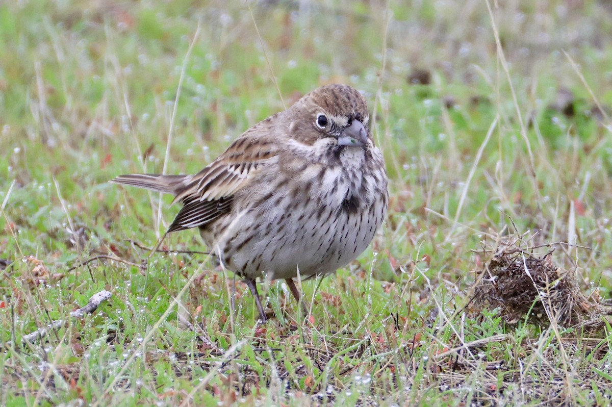 Жаворонковая овсянка - ML646077825