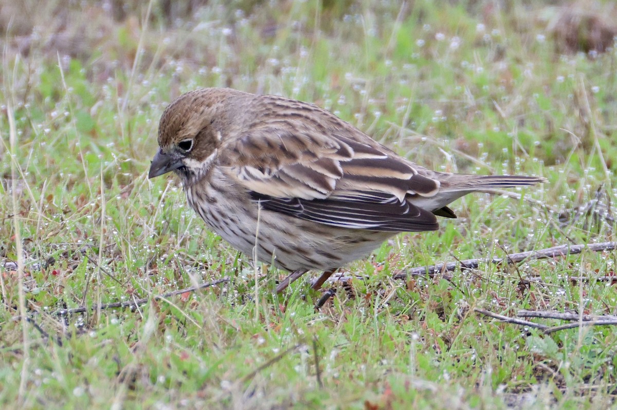 Жаворонковая овсянка - ML646077826