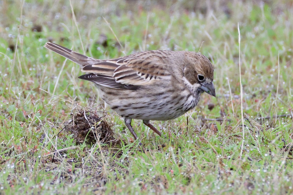 Жаворонковая овсянка - ML646077827