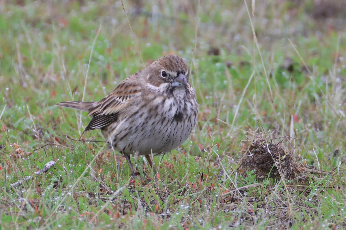 Жаворонковая овсянка - ML646077828