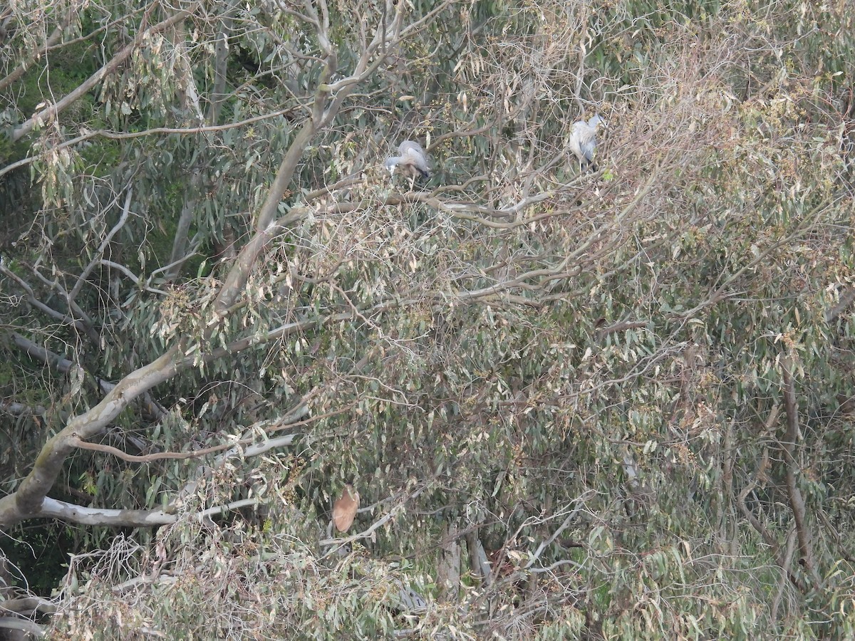 White-faced Heron - ML646077829