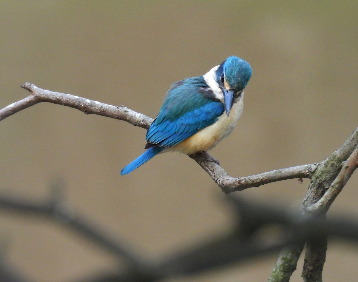 Sacred Kingfisher - ML646077853