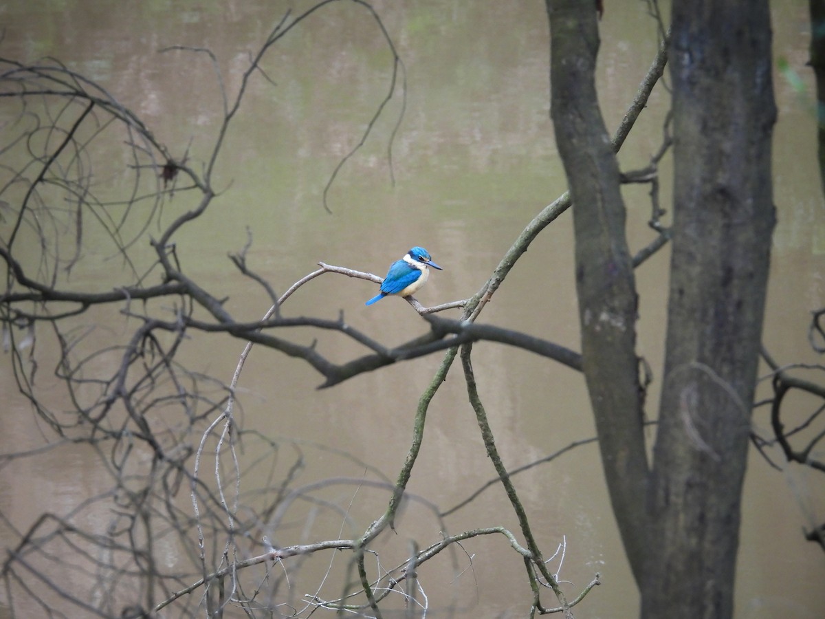 Sacred Kingfisher - ML646077854