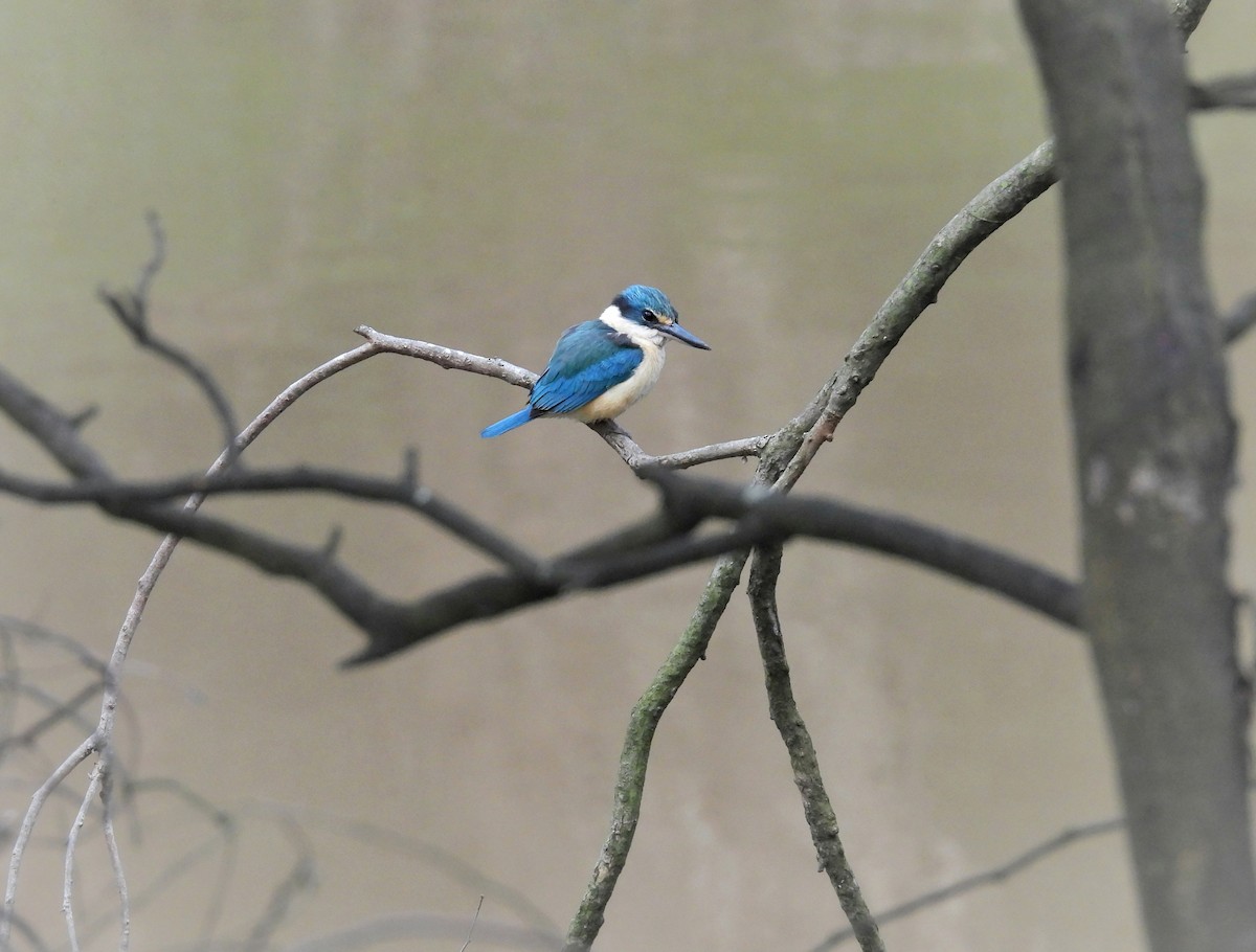 Sacred Kingfisher - ML646077855