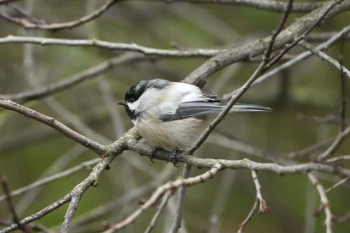 Black-capped Chickadee - ML646077860