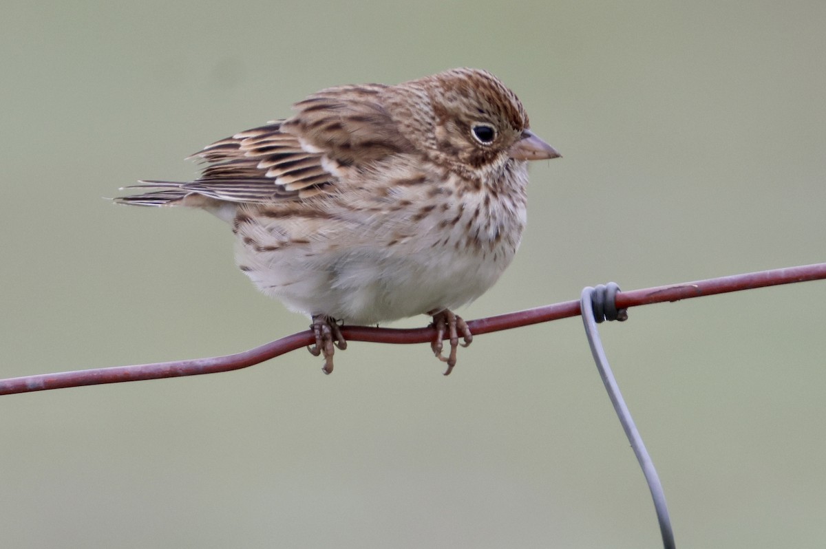 Vesper Sparrow - ML646077861