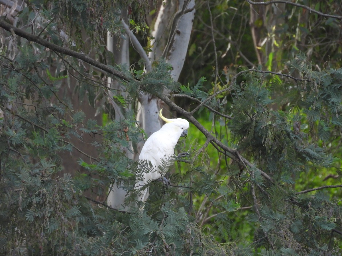 Sulphur-crested Cockatoo - ML646077866