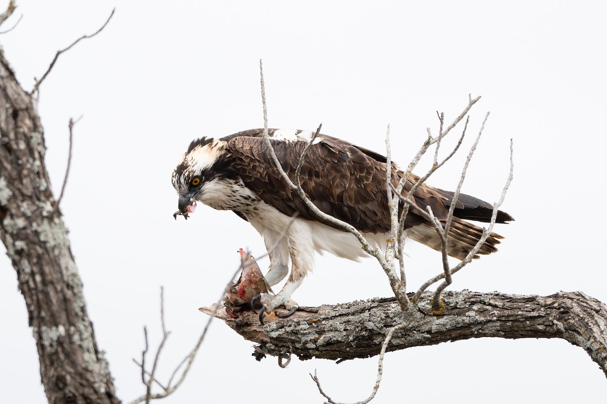 Osprey - ML646077870