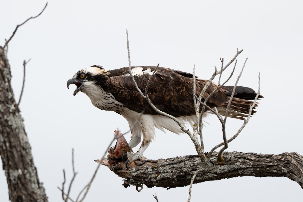Osprey - ML646077871