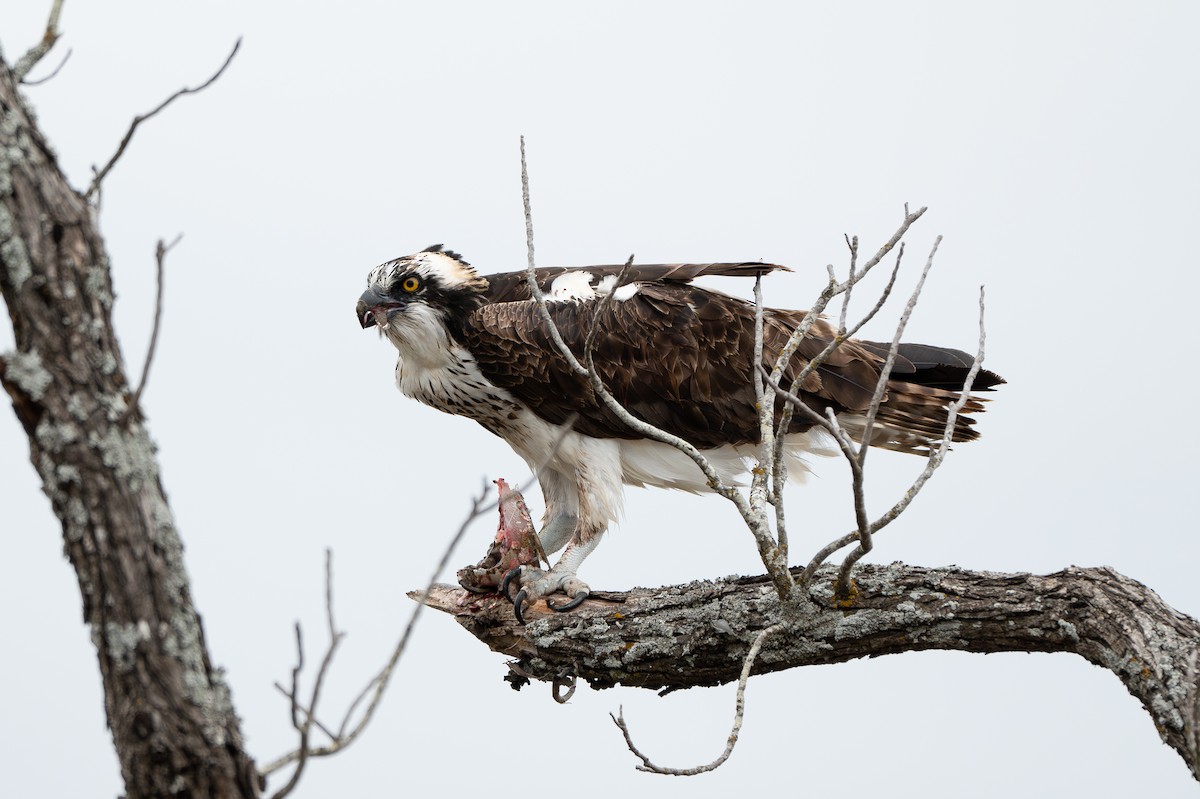 Osprey - ML646077872