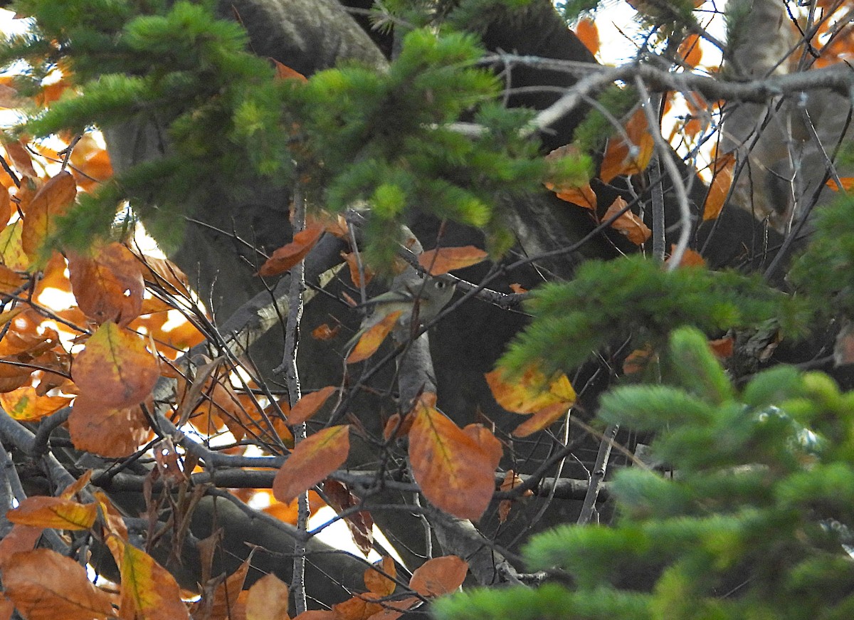 králíček americký - ML646077874