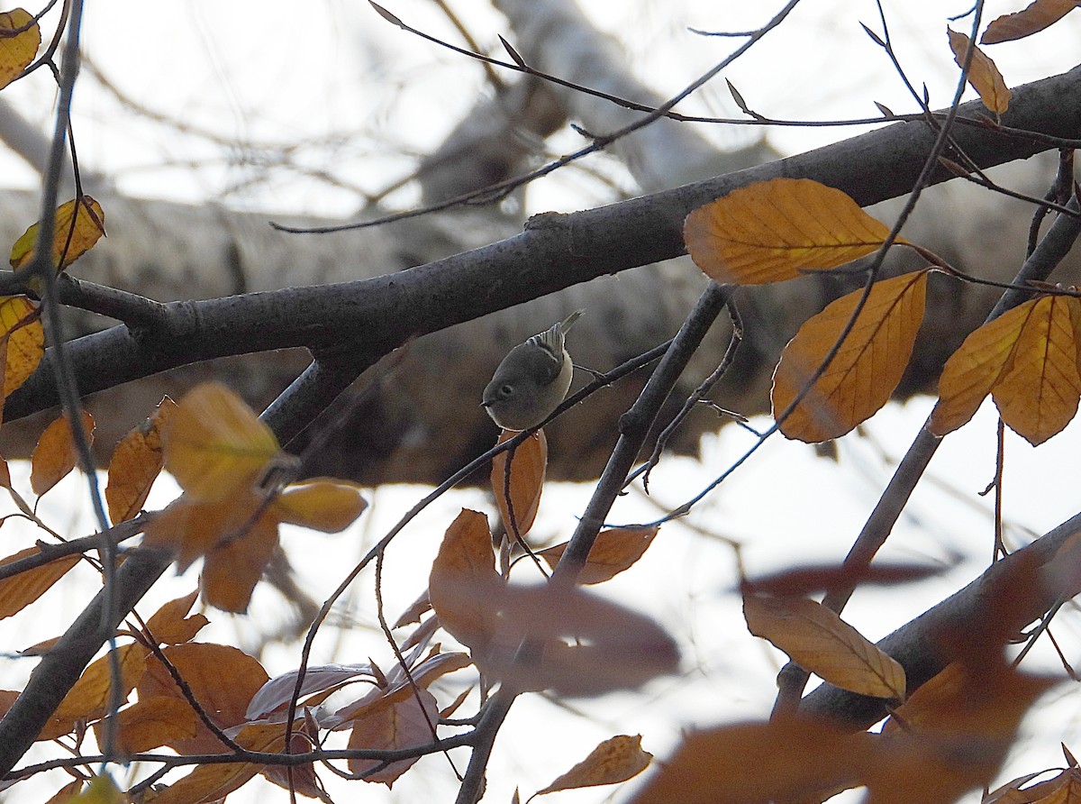 králíček americký - ML646077876