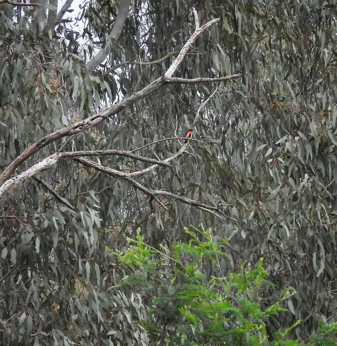 Mistletoebird - ML646077877