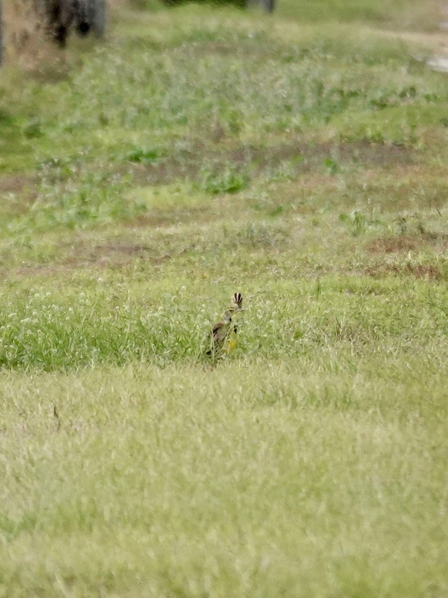 Eastern Meadowlark - ML646077879