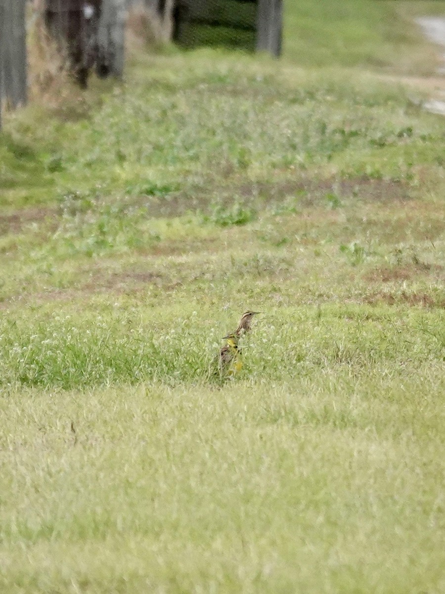 Eastern Meadowlark - ML646077880