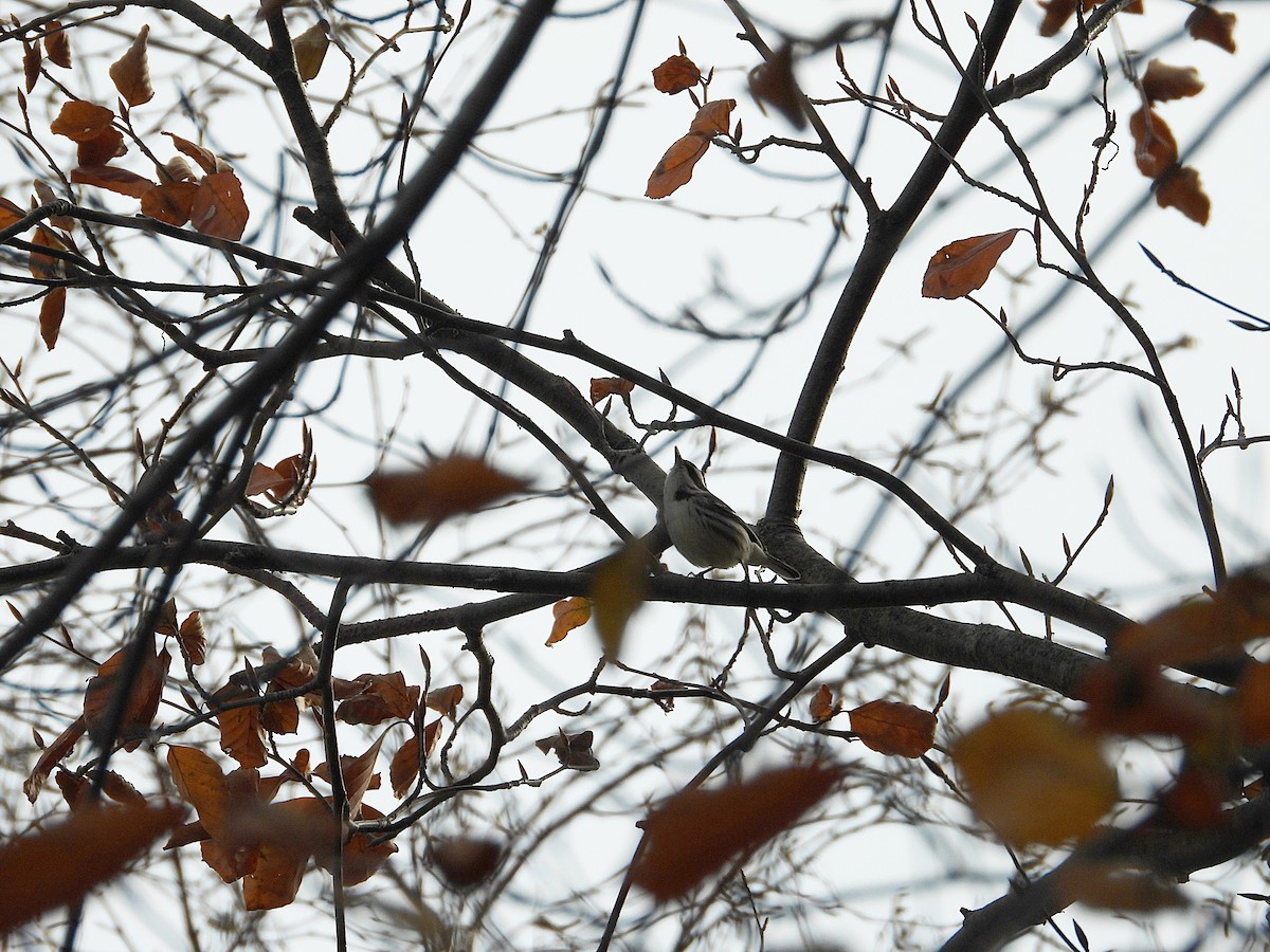 Black-throated Gray Warbler - ML646077889