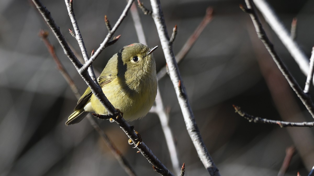 Ruby-crowned Kinglet - ML646077894