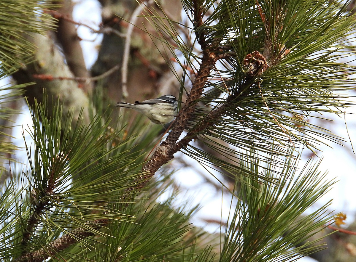 Black-throated Gray Warbler - ML646077895