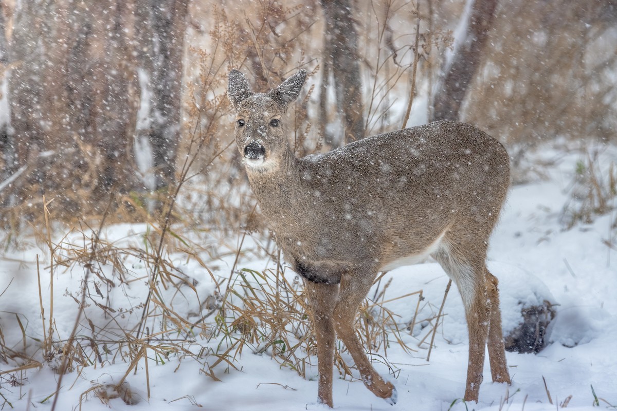 White-tailed Deer - ML646077900