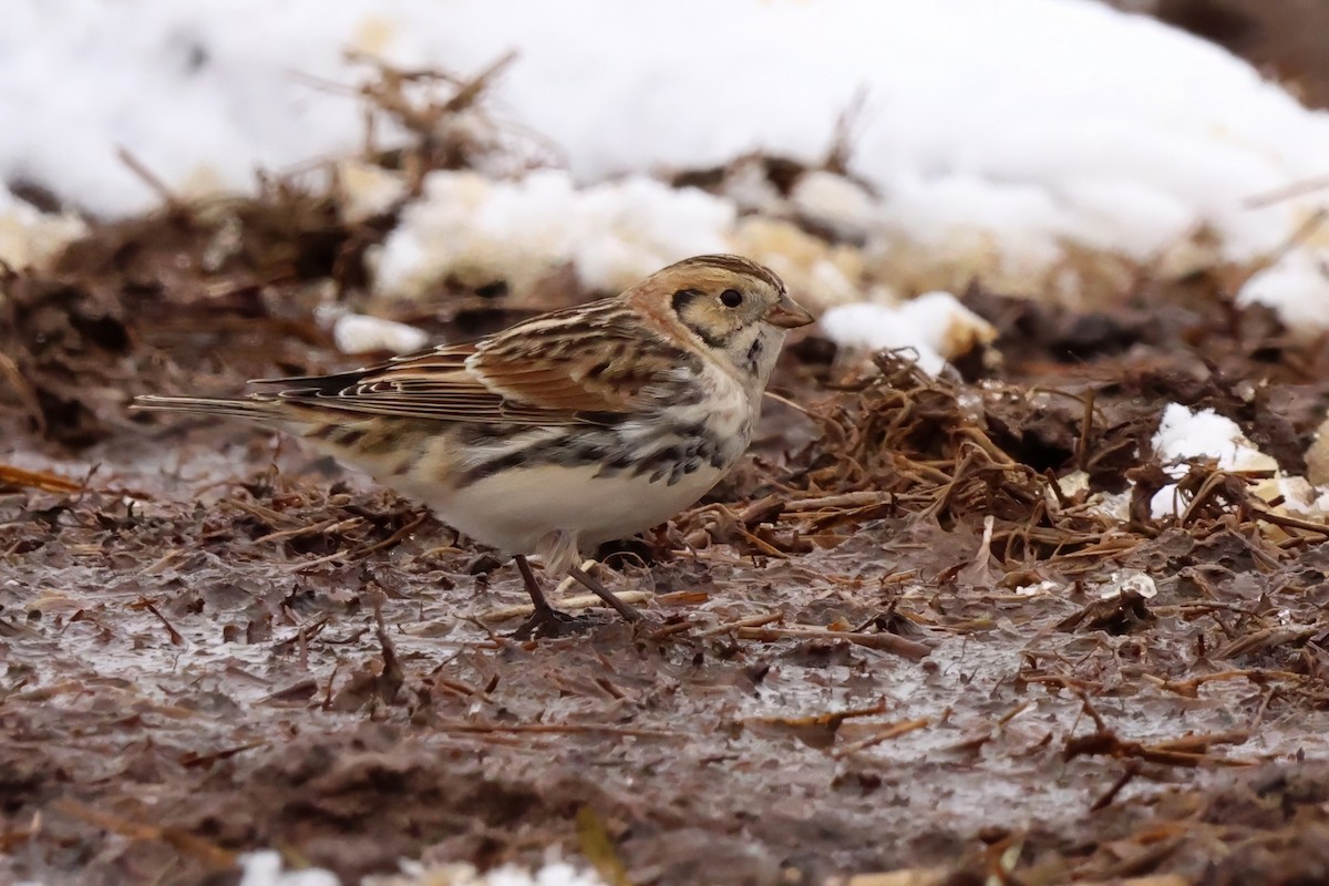 Lapland Longspur - ML646077901