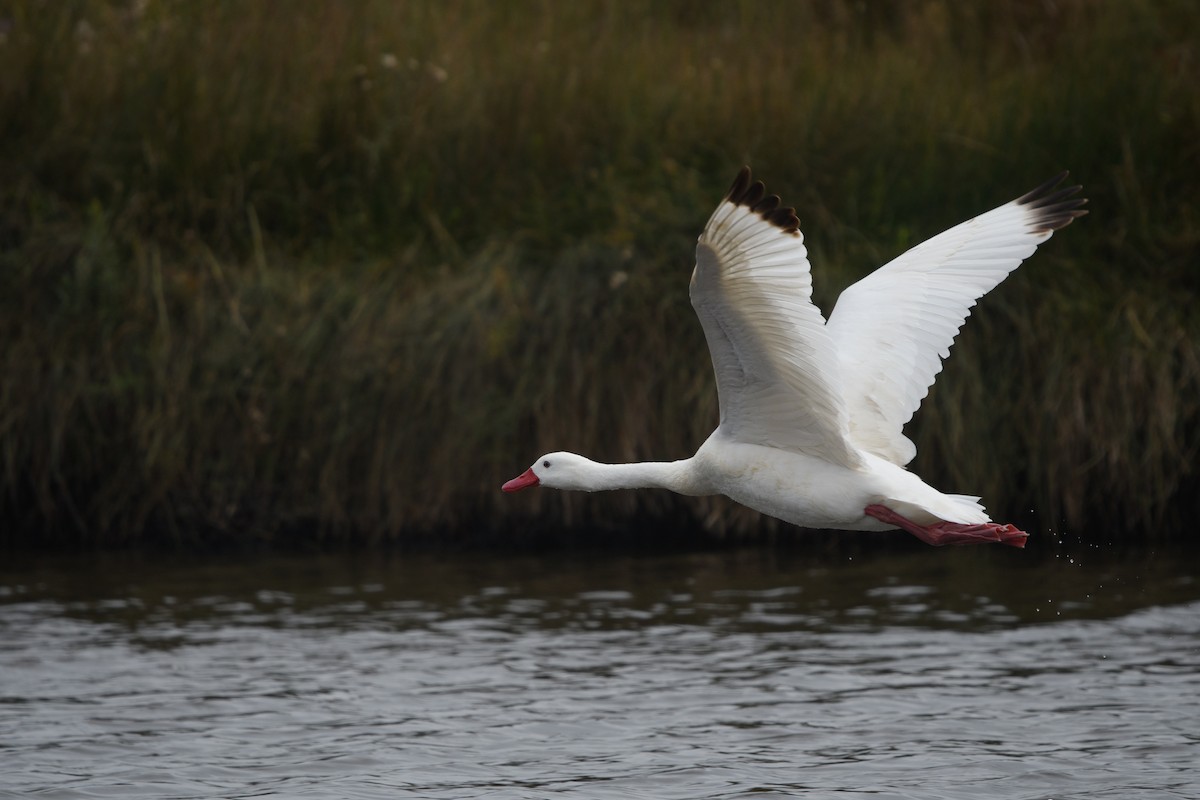 Coscoroba Swan - ML646077905