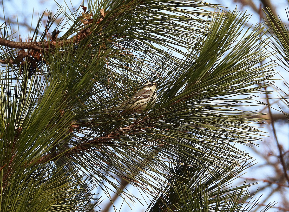 Black-throated Gray Warbler - ML646077906