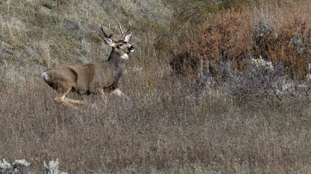 Mule Deer - ML646077907