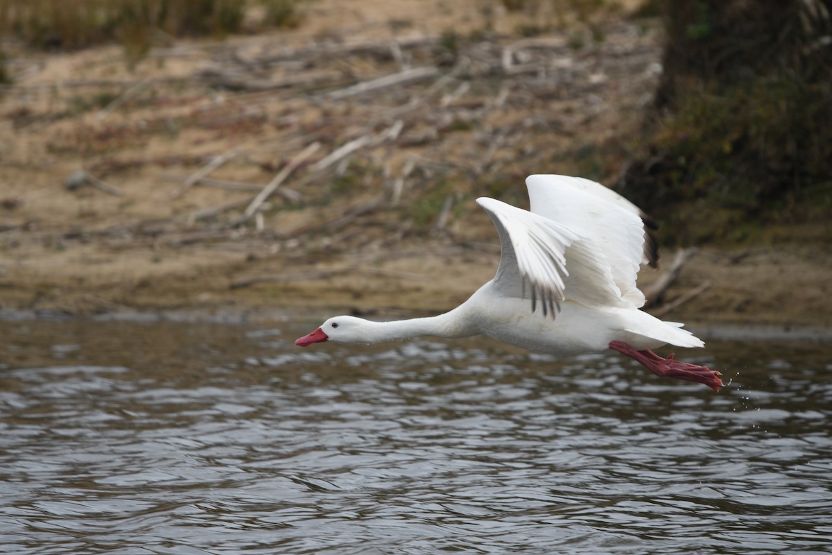 Coscoroba Swan - ML646077908