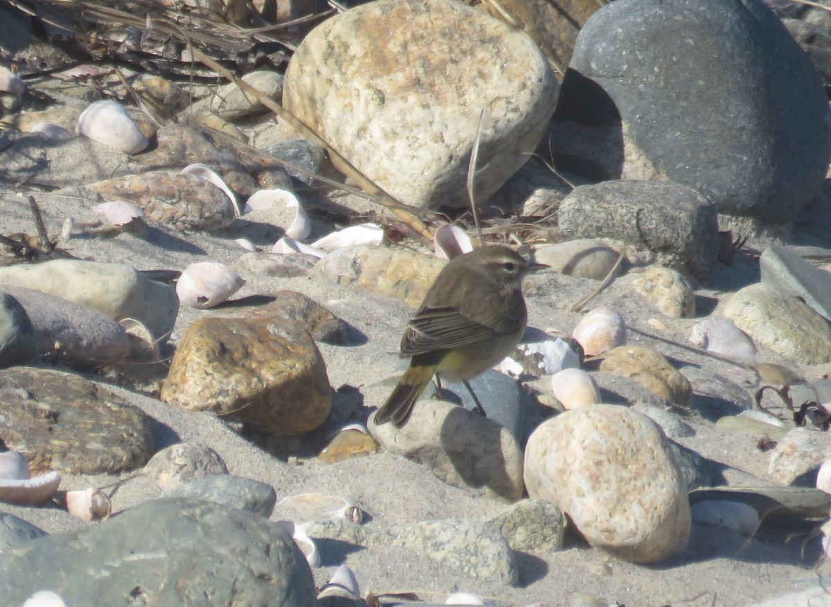 Palm Warbler - ML646077909