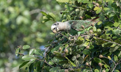 Brown-necked Parrot - Poicephalus fuscicollis - メディア検索