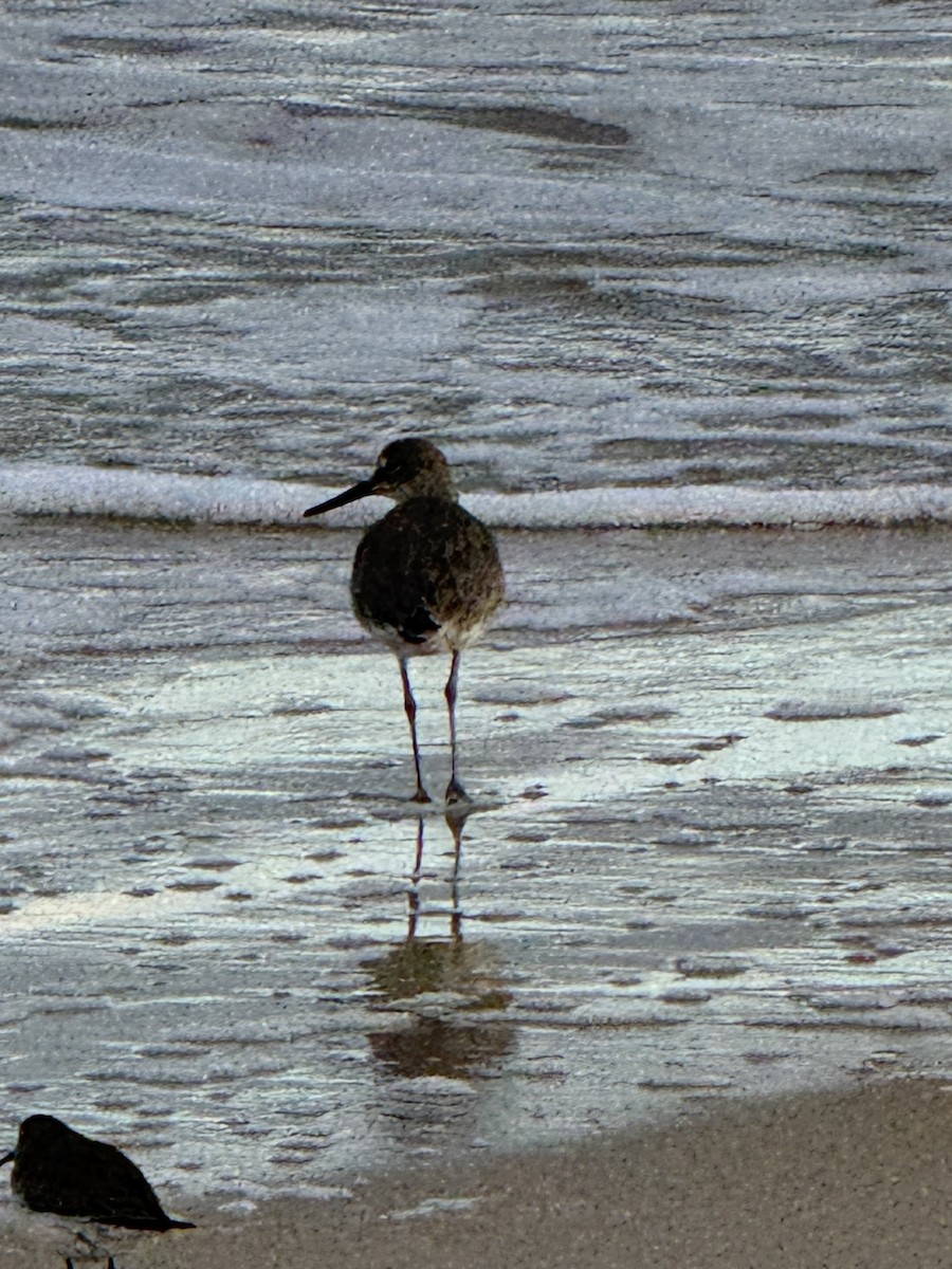 Willet - ML646077925