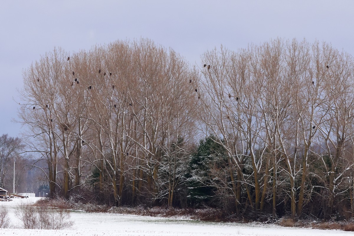 Bald Eagle - ML646077928
