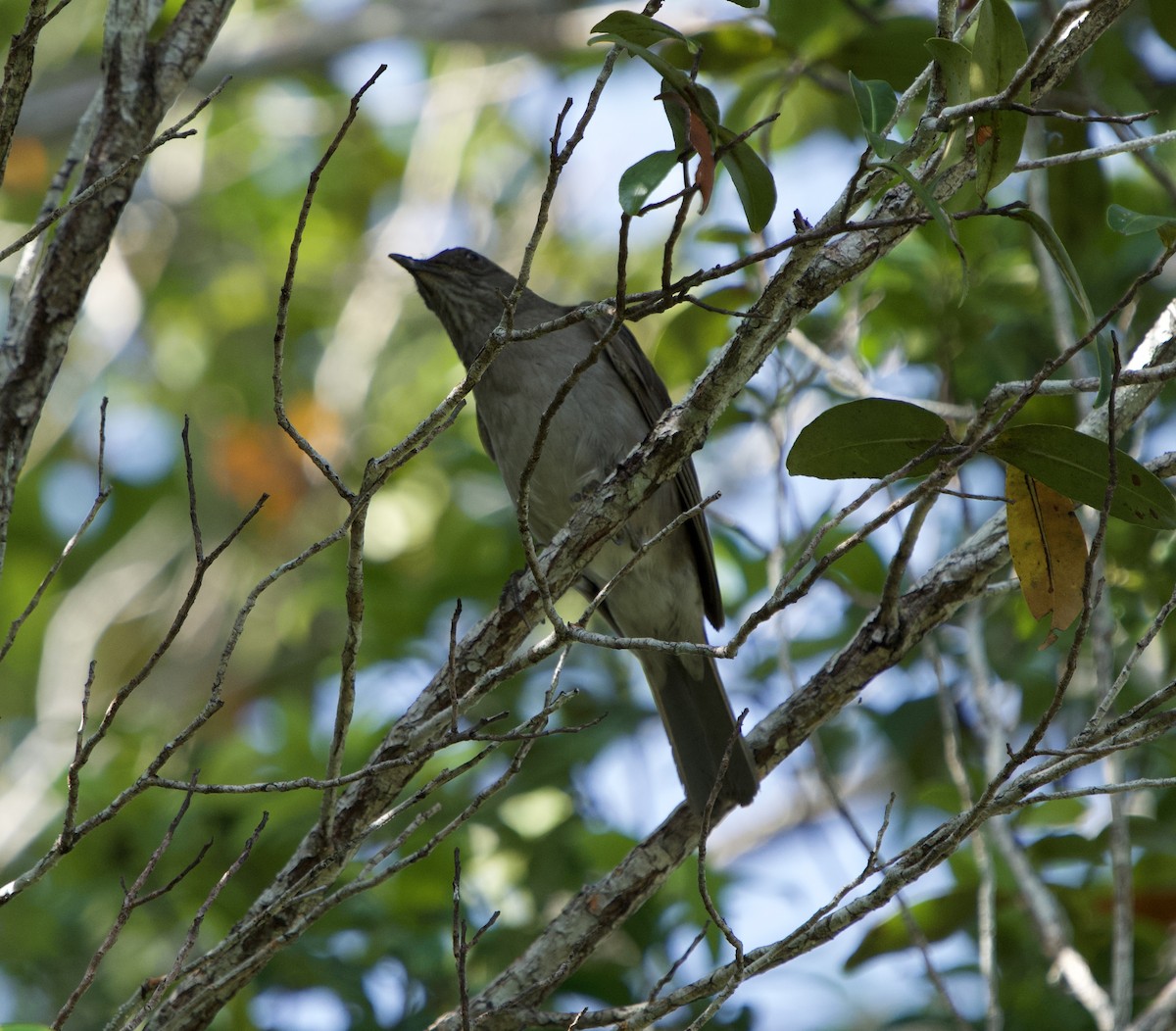 Merle d'Arthur - ML646077931