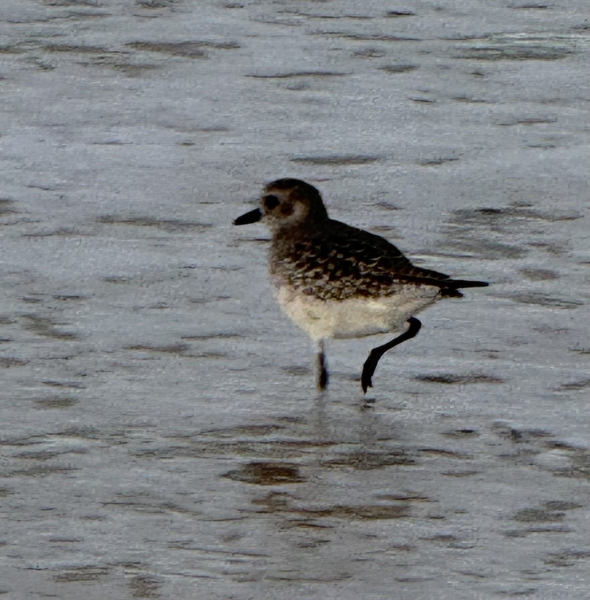 Black-bellied Plover - ML646077932