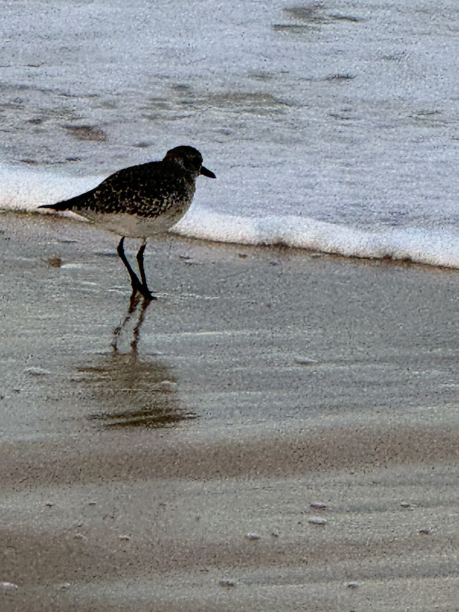 Black-bellied Plover - ML646077933