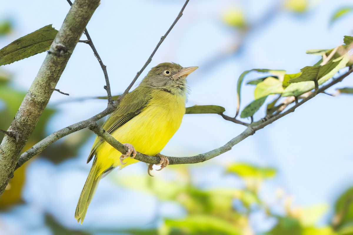 Scrub Greenlet - ML646077936