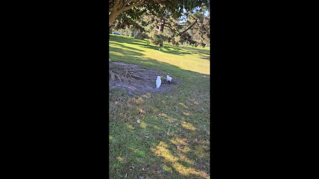 Sulphur-crested Cockatoo - ML646077937