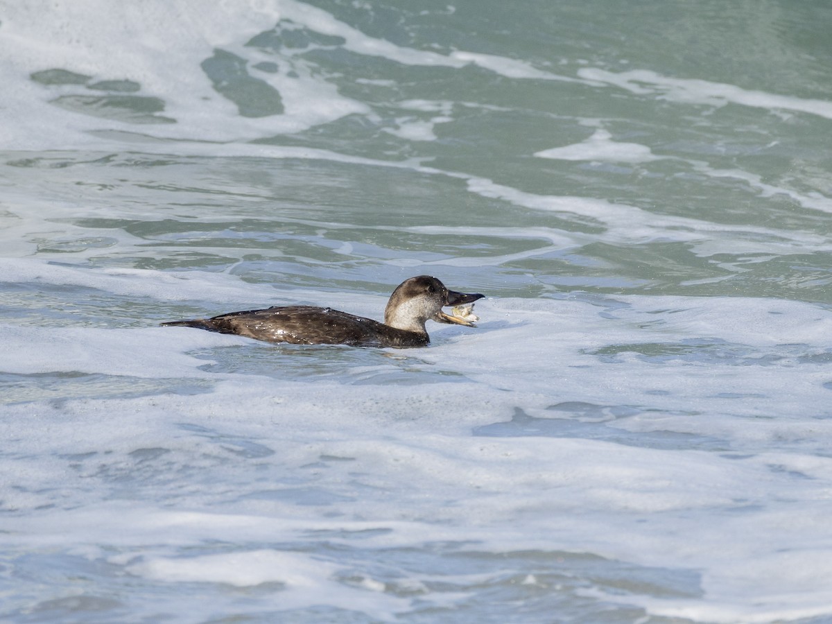 Black Scoter - ML646077940