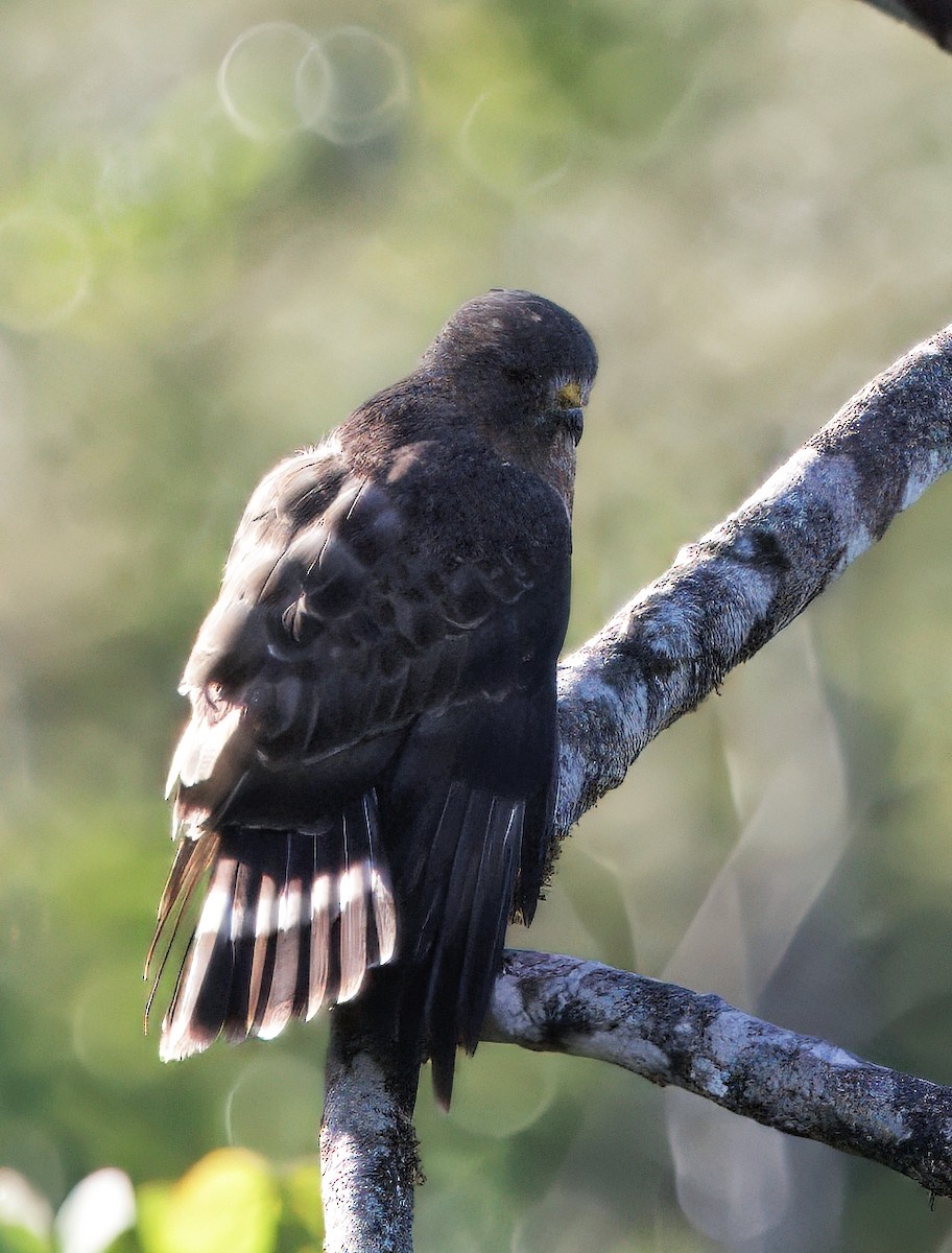 Broad-winged Hawk - ML646077943