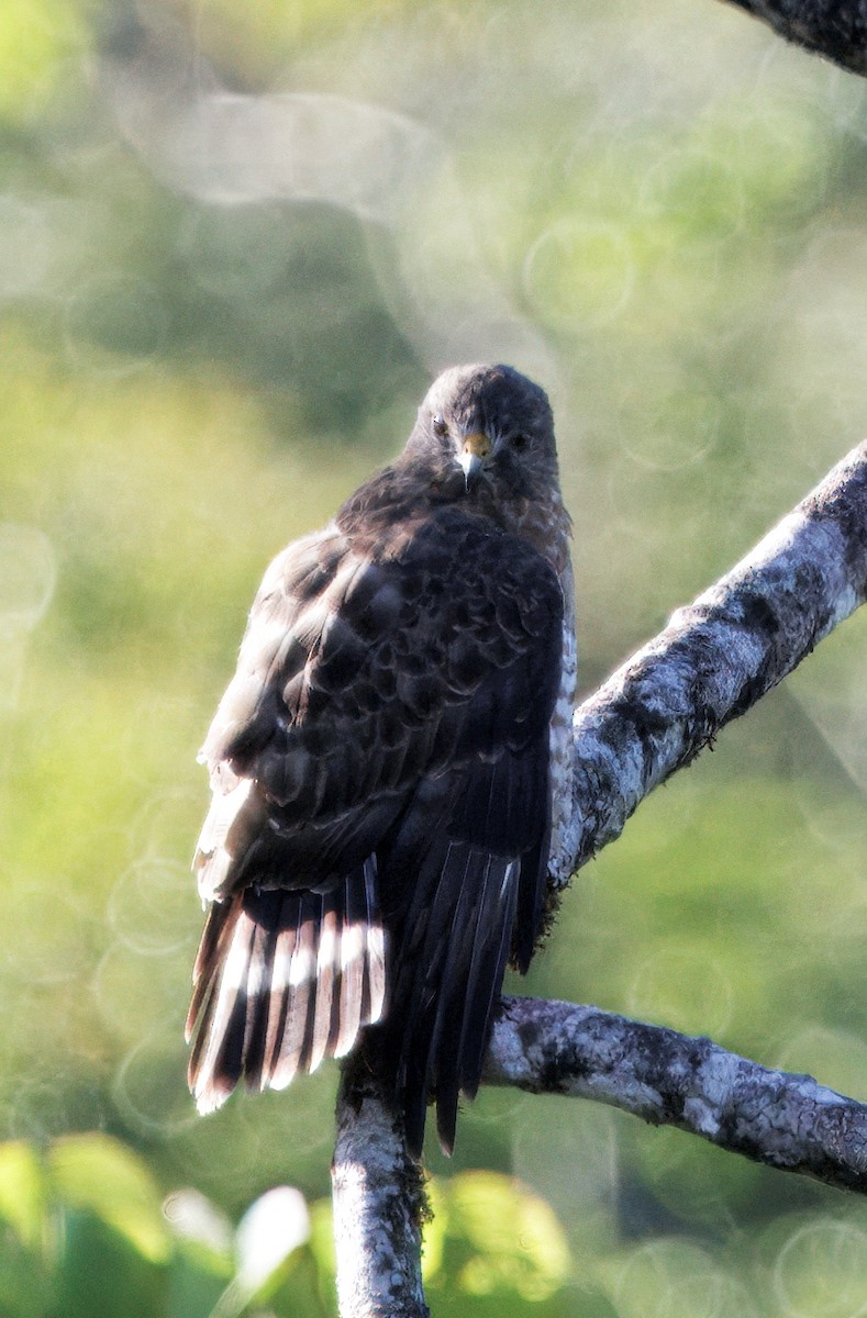Broad-winged Hawk - ML646077944