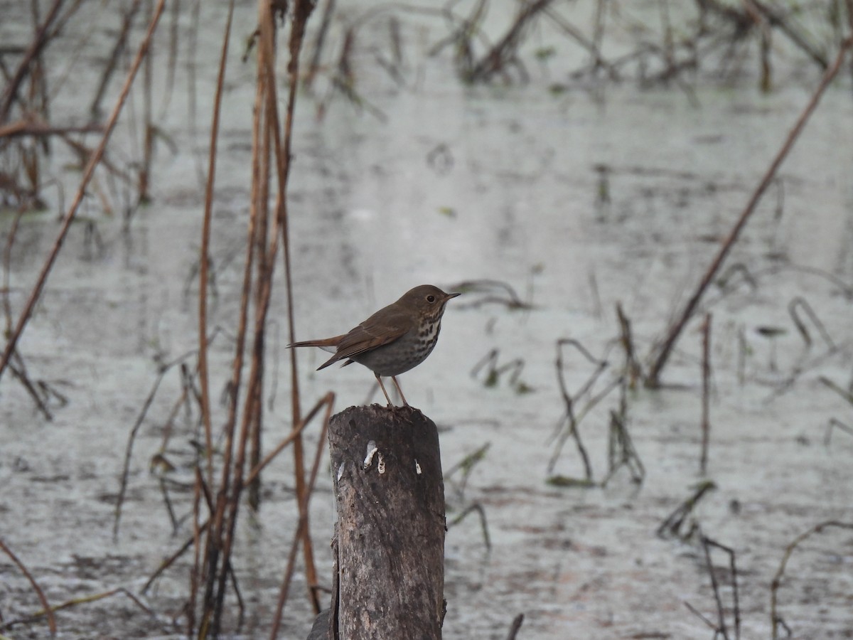 Hermit Thrush - ML646077946