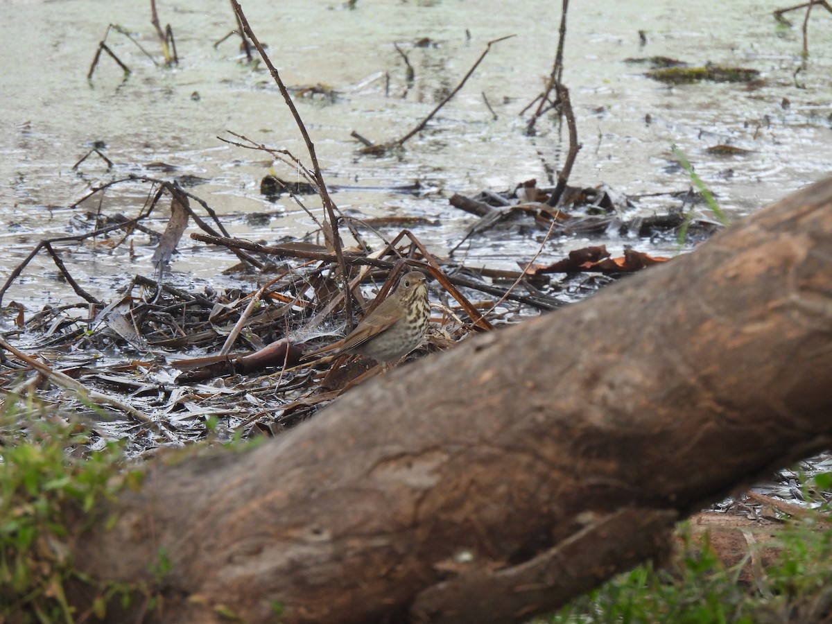 Hermit Thrush - ML646077947