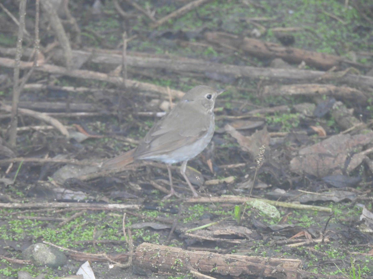Hermit Thrush - ML646077948